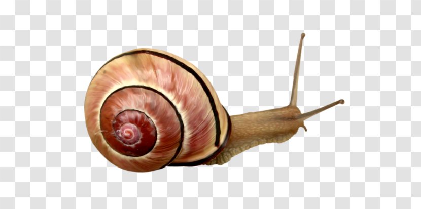 Snail Orthogastropoda Escargot - Snails And Slugs Transparent PNG