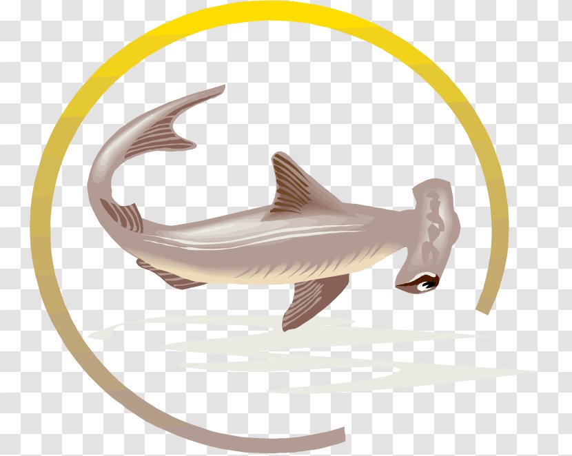 Hammerhead Shark Tiger Fish Great White - Sticker Transparent PNG
