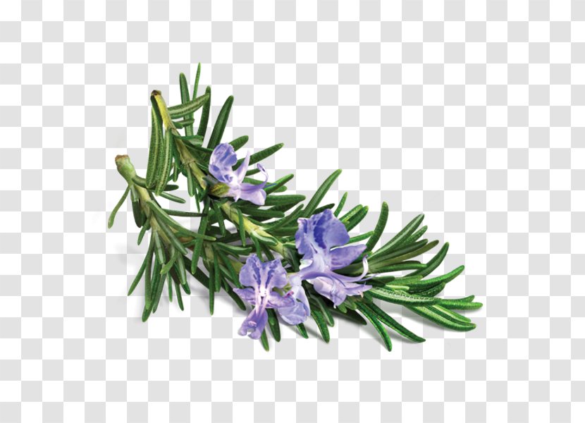 Peppermint Essential Oil Rosemary Lavender - Rich Flowers Transparent PNG
