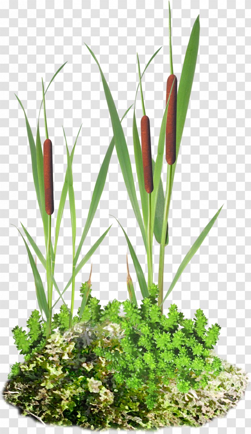 Scirpus Information Cattail Clip Art - Digital Image - Flower Transparent PNG