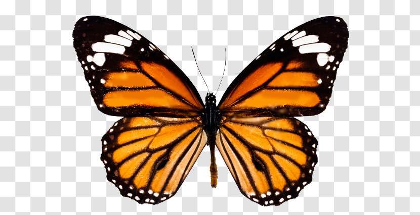 Monarch Butterfly Clip Art Insect - Moths And Butterflies Transparent PNG