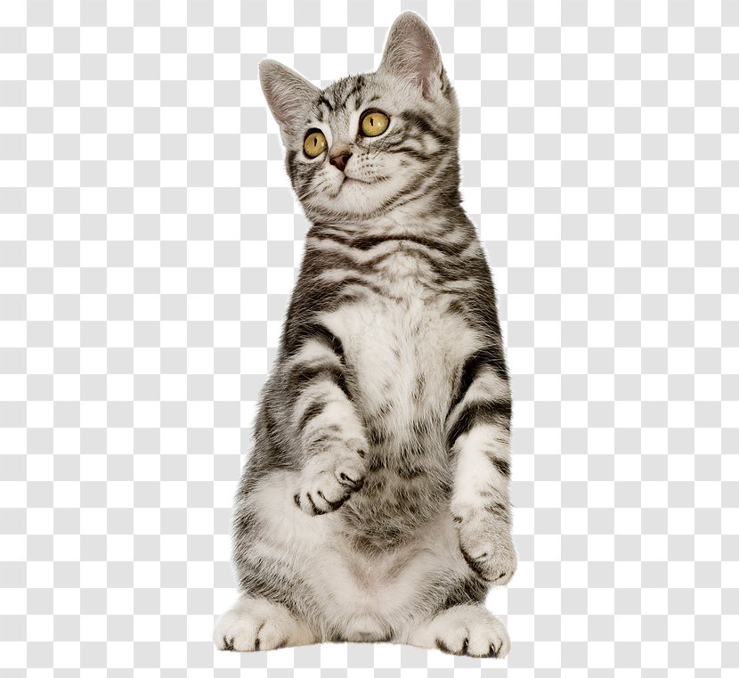 Cat Food Dog Pet - American Shorthair Transparent PNG