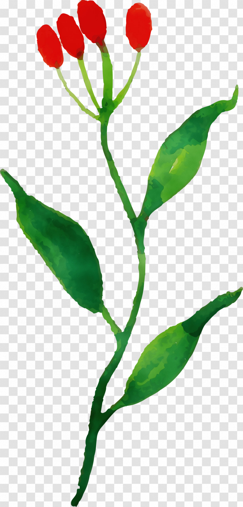 Tulip Plant Stem Leaf Petal Plants Transparent PNG