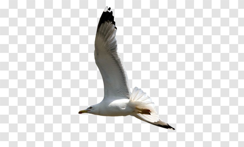 European Herring Gull Gulls Great Black-backed Bird - Wing Transparent PNG
