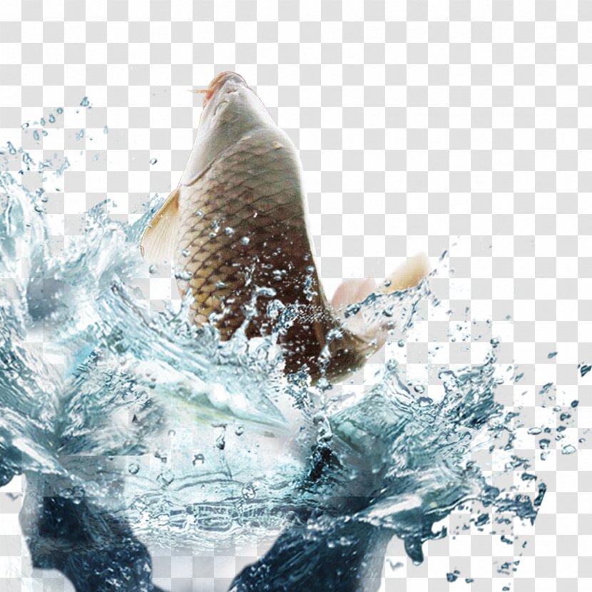 Fish Water Euclidean Vector - Drinking - Carp Swimming Transparent PNG