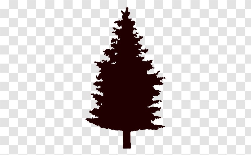 Pine Fir Tree Conifers - Christmas Decoration - Vector Transparent PNG