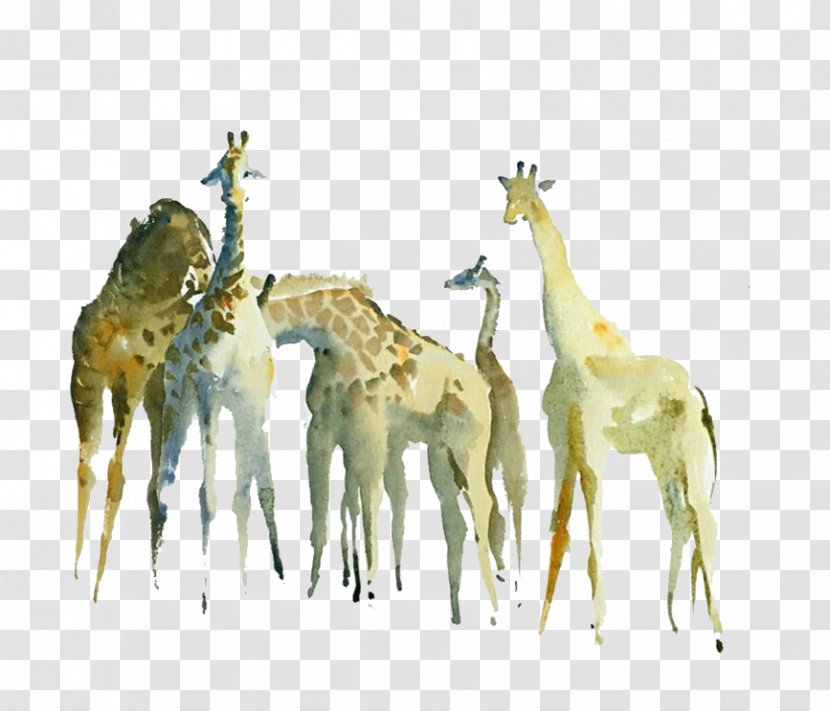 Northern Giraffe Watercolor Painting Drawing - Terrestrial Animal - Hand Painted Transparent PNG