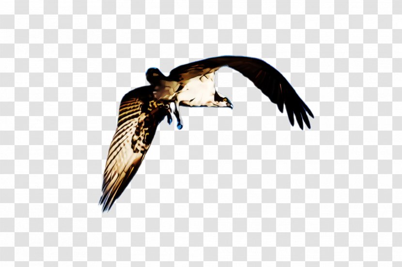 Bird Kite Peregrine Falcon Beak - Osprey - Falconiformes Wing Transparent PNG