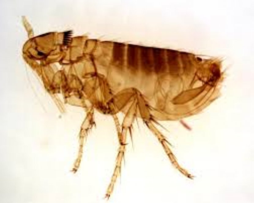 Dog Cat The Flea Treatments - Pest Control Transparent PNG