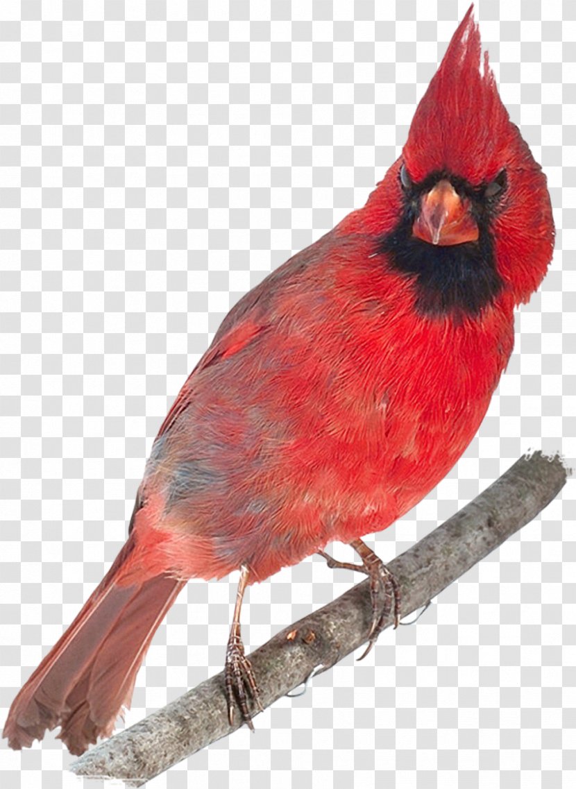 Bird Northern Cardinal 0 Abingdon Feather Transparent PNG