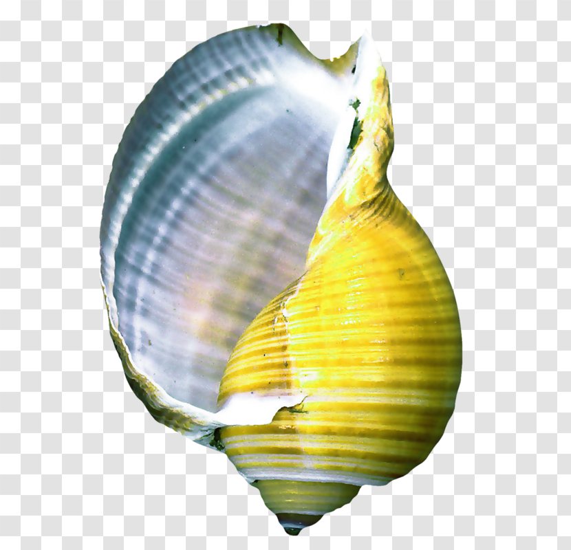 Seashell Conch Information Clip Art - Leaf - Yellow Transparent PNG