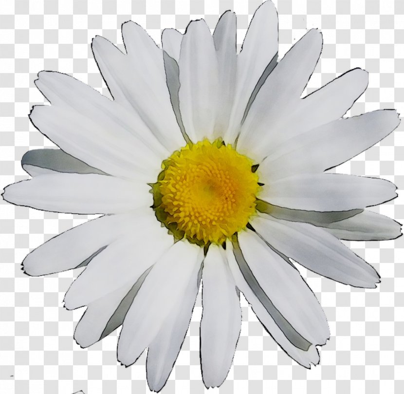 German Chamomile Roman Oxeye Daisy Chrysanthemum Distillation - Marguerite Transparent PNG