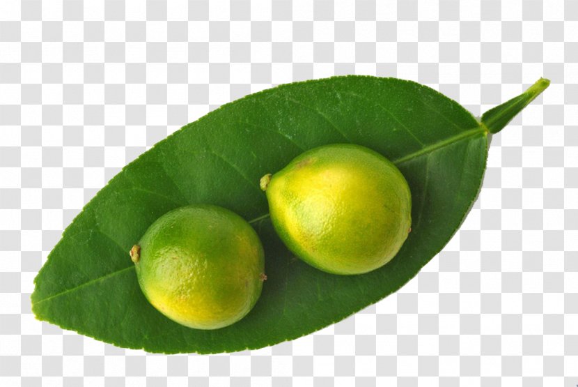 Lemon Key Lime Juice Persian - Kumquat - HQ Pictures Transparent PNG