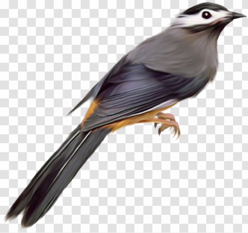 Bird Common Starling Desktop Wallpaper Clip Art - Photoshop Transparent PNG