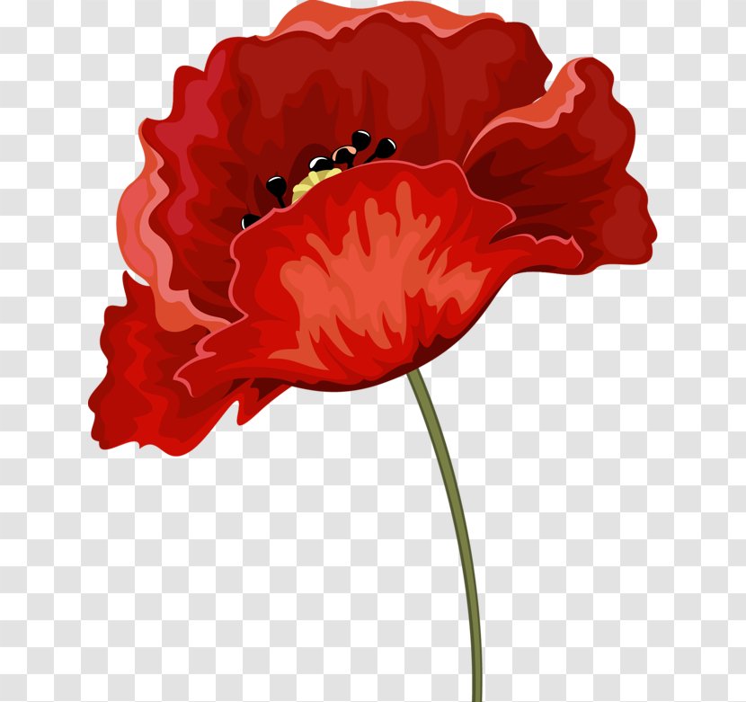 Common Poppy Red Rhododendron Flower - Cut Flowers - Petal Transparent PNG