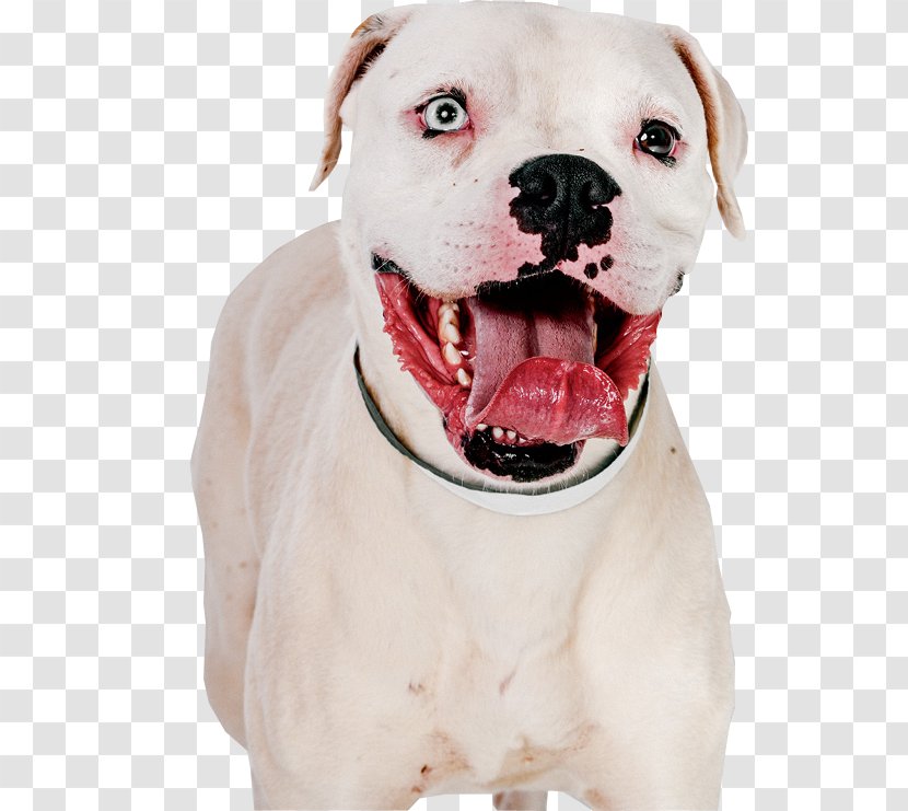 American Pit Bull Terrier Bulldog Dogo Argentino - Animal - Pitbull Transparent PNG