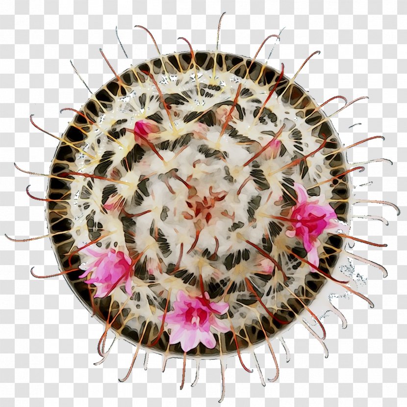 Flowering Plant Plants - Cactus Transparent PNG