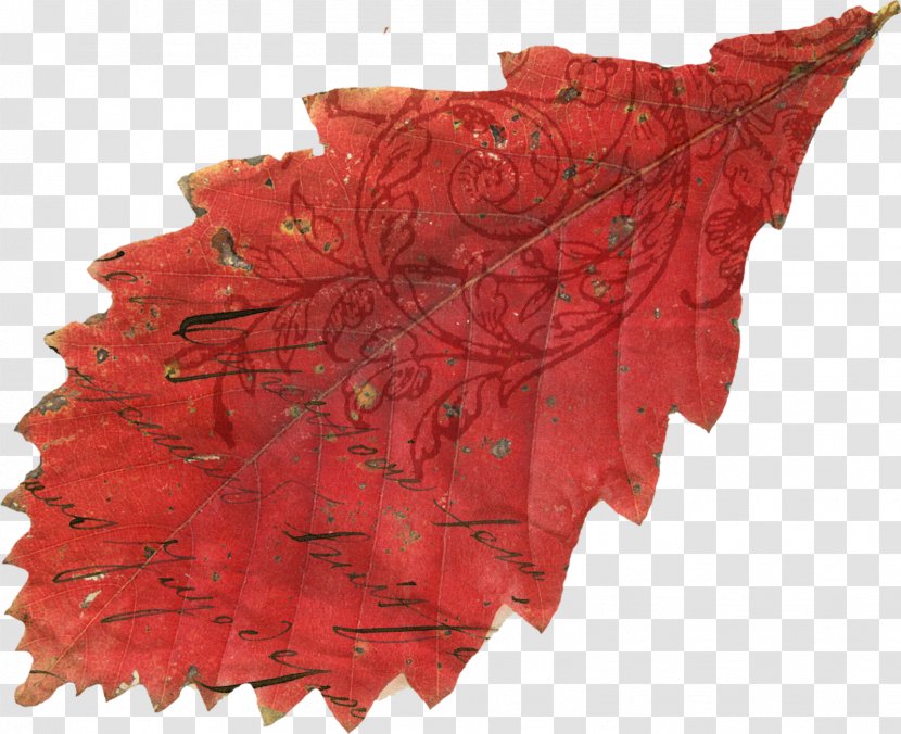 Oak Leaf Cluster Northern Red Autumn - Leaves Transparent PNG