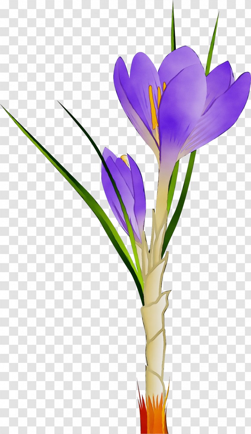 Flower Flowering Plant Cretan Crocus Tommie - Cut Flowers - Purple Petal Transparent PNG