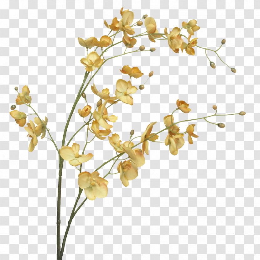 Moth Orchids Cut Flowers Plant Stem - Blossom - Flower Transparent PNG