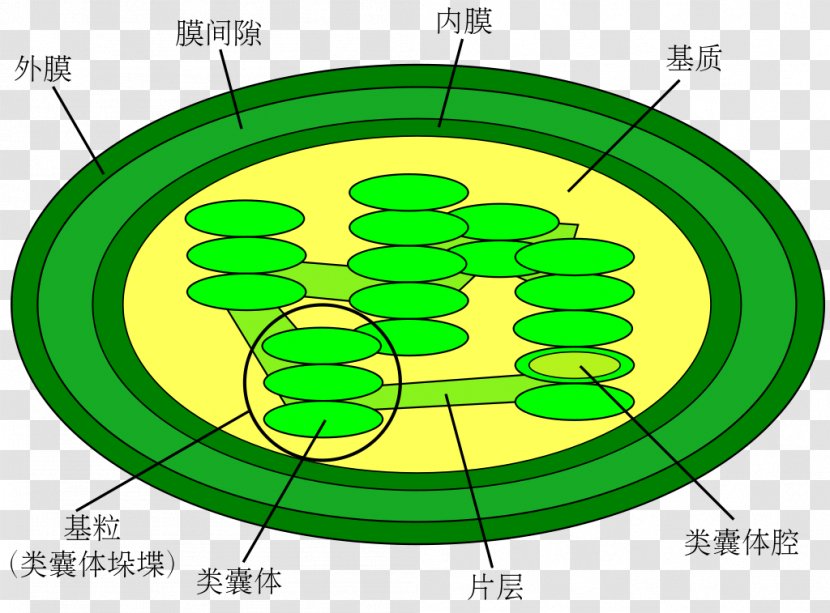 Chloroplast Diagram Cell Thylakoid Light-dependent Reactions - Biology - Plant Transparent PNG