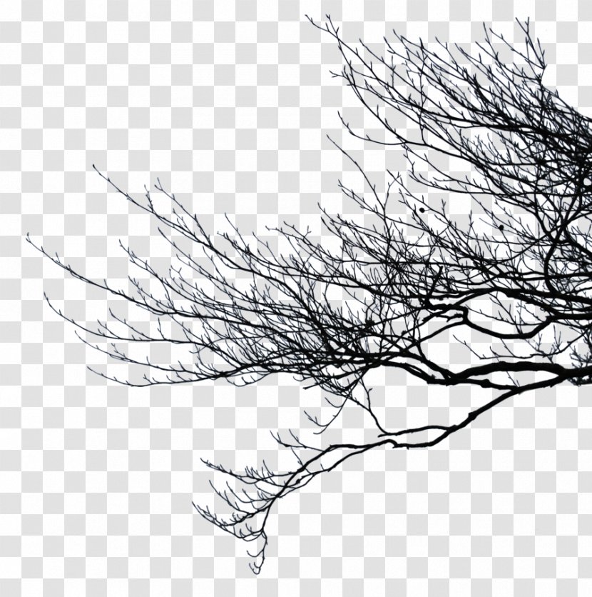 Branch Clip Art - Tree - Pic Transparent PNG