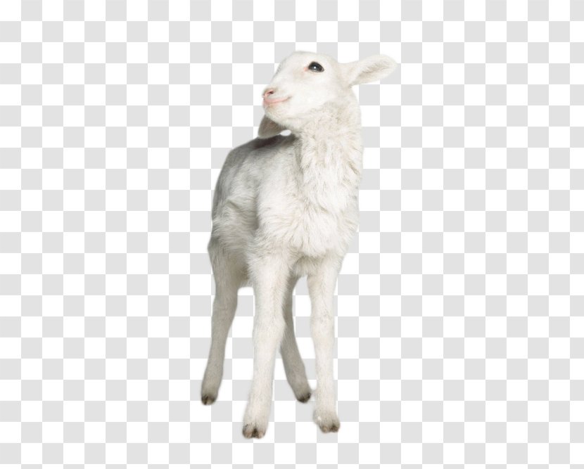 Sheep Goat Lamb Nutsdier Animal - Goats Transparent PNG