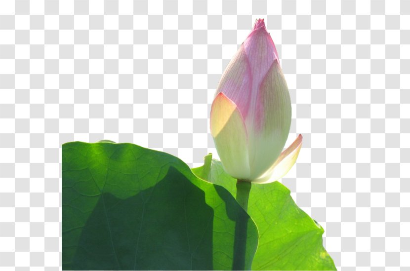 Bud Leaf Clip Art - Lotus And Buds Transparent PNG