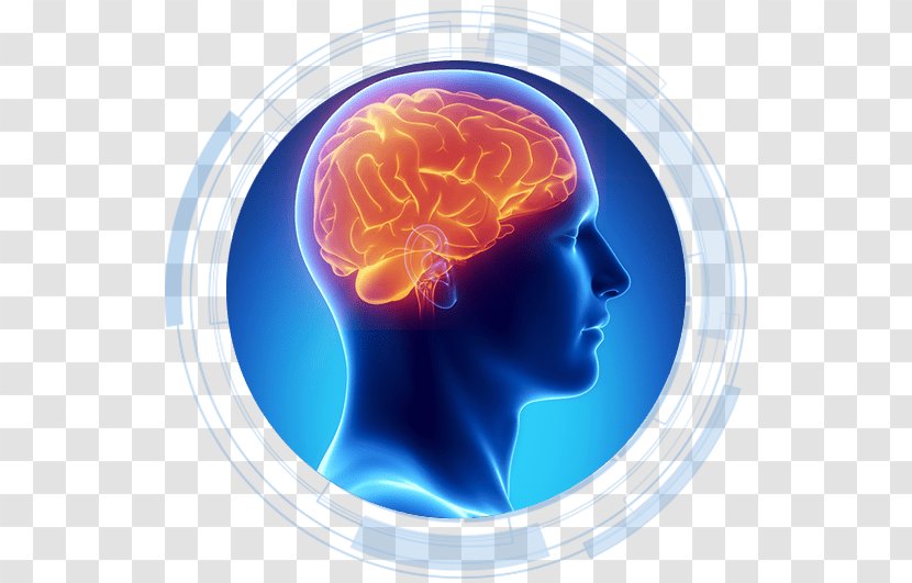 Brain Science Learning Medicine Nerve - Frame Transparent PNG