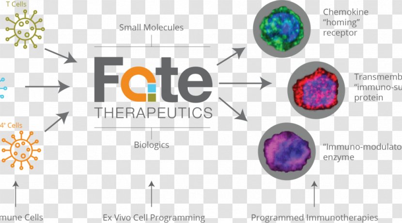 Cell Fate Therapeutics Function Biology - Programmed Death Protein 1 Transparent PNG