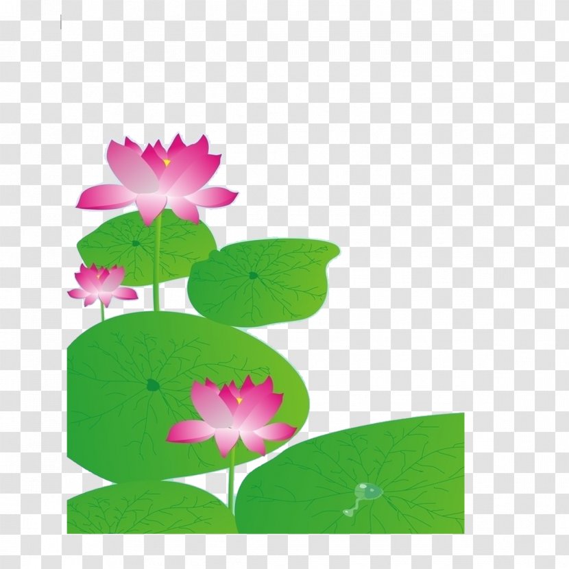 Nelumbo Nucifera Petal Leaf Lotus Effect - Pond - Leaf,Lotus Transparent PNG