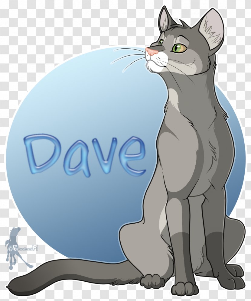 American Wirehair Kitten Korat Whiskers Tabby Cat - Deviantart Transparent PNG