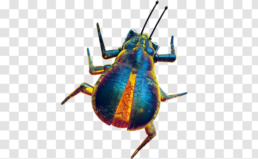 Weevil The Lost Property Office Ministry Great Fire Of London Beetle - Membrane Winged Insect Transparent PNG