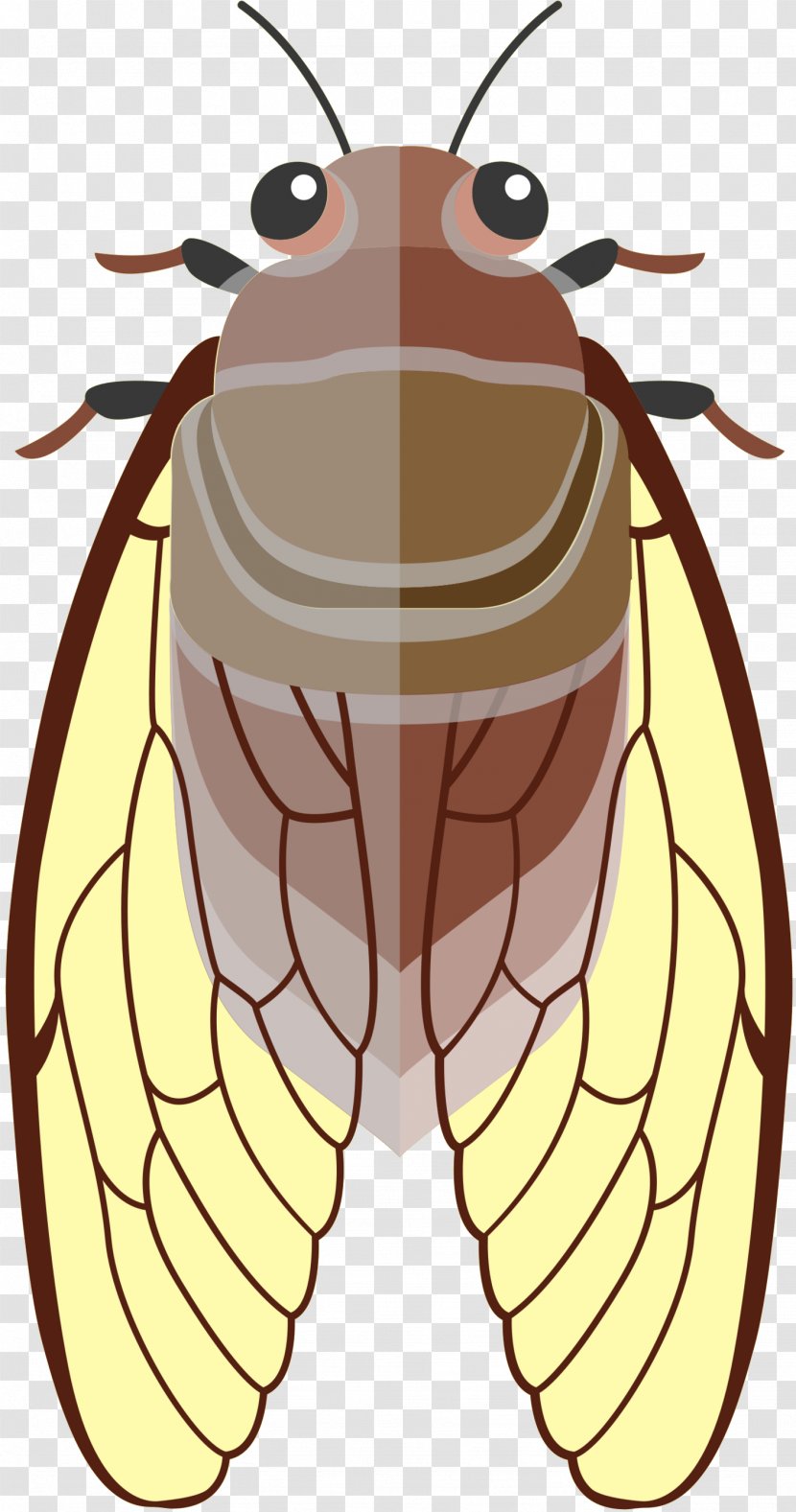 Honey Bee Clip Art Illustration Insect - Coloring Book - Animal Figure Transparent PNG
