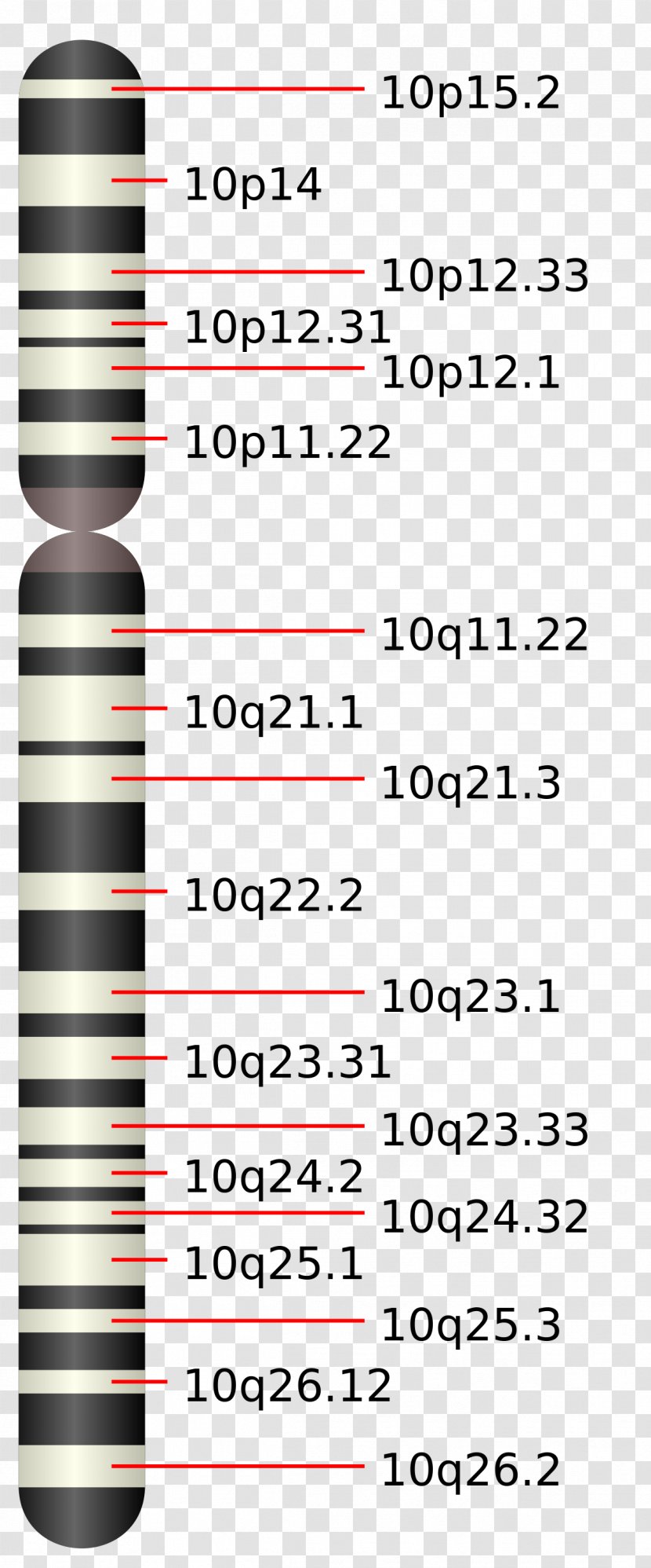 Chromosome 10 12 (human) 19 16 - Area Transparent PNG