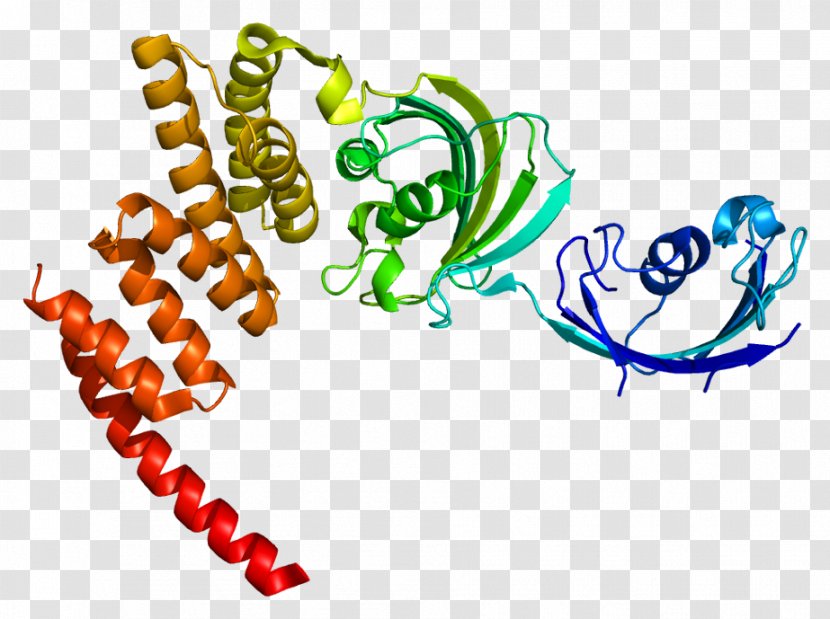 FKBP5 Tacrolimus Protein Sirolimus - Fkbp - Gene Transparent PNG