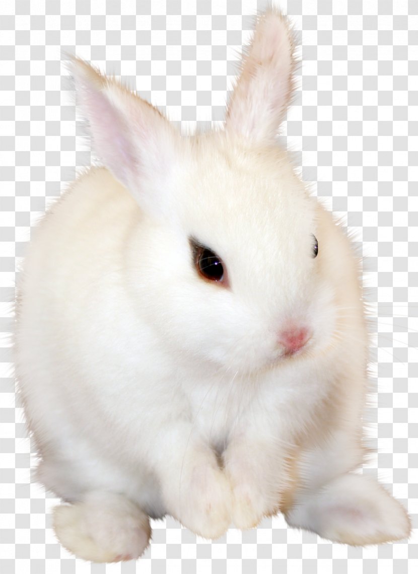 Domestic Rabbit Wikia - Whiskers - White Bunny Clipart Image Transparent PNG