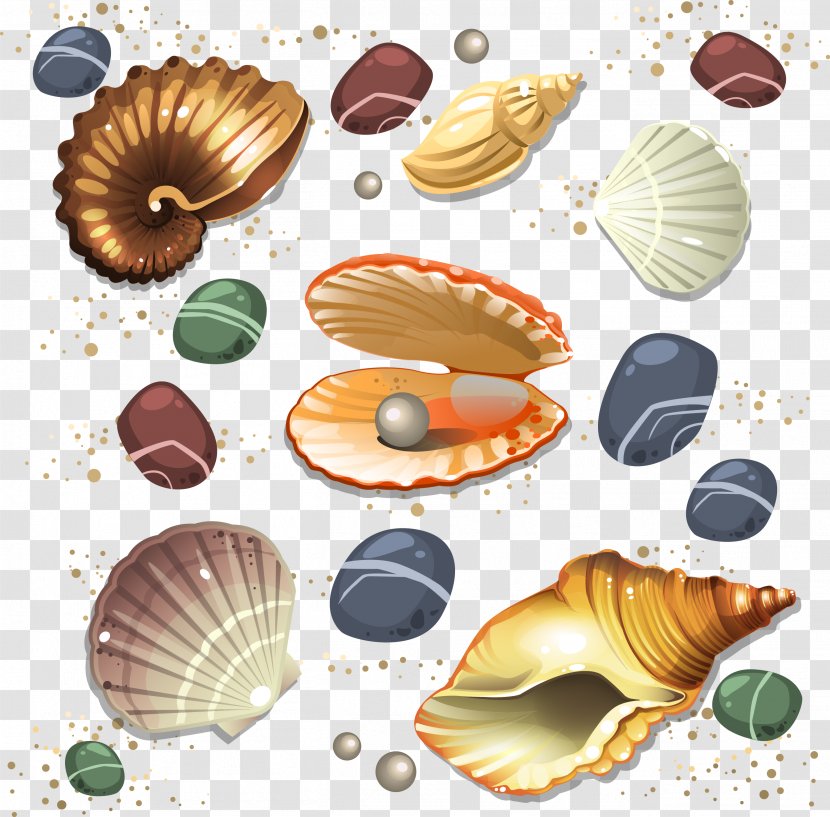 Seashell Conch - Molluscs - Vector Transparent PNG