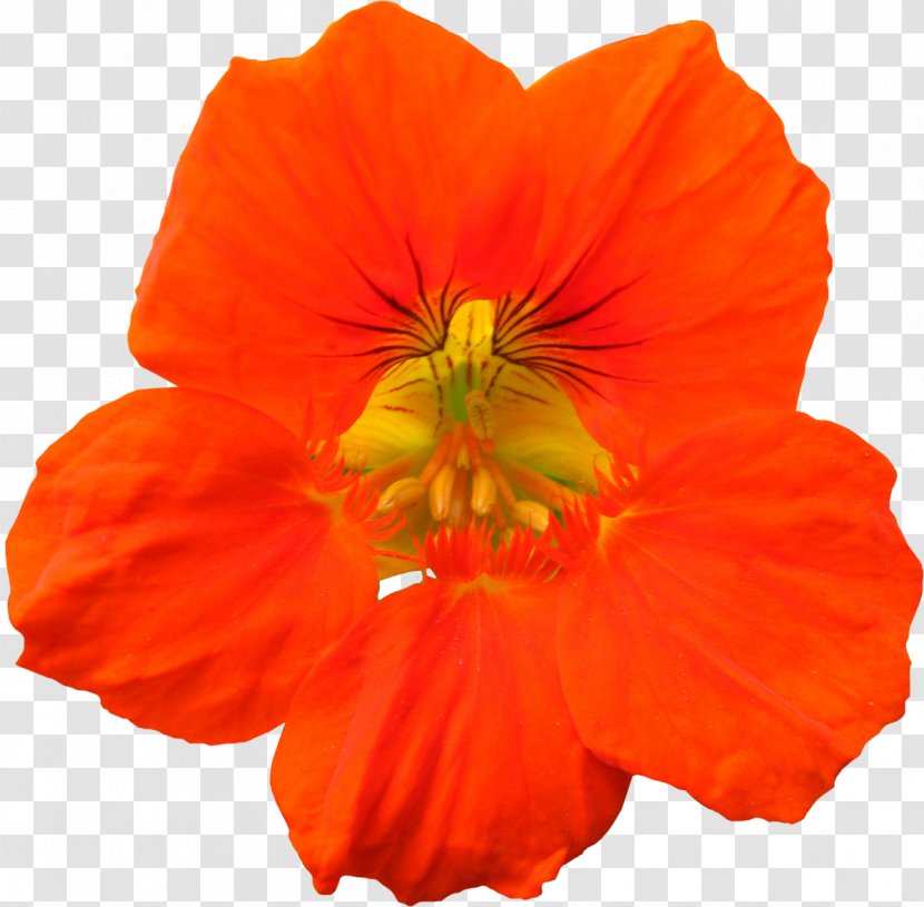 Flower Cosmos Sulphureus Annual Plant Petal Herbaceous - Orange Transparent PNG