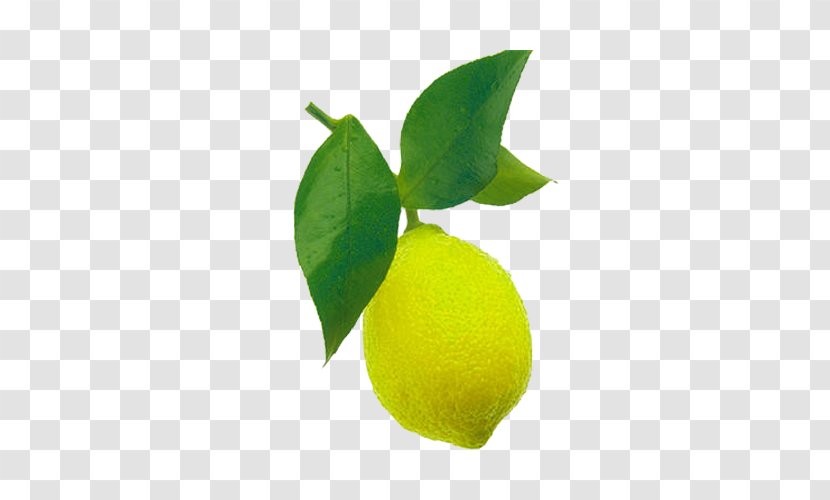 Sweet Lemon Persian Lime Key Leaf - A Picture Of And Transparent PNG