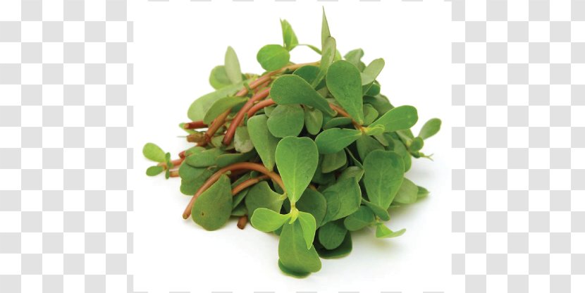 Common Purslane Plant Seed Aloe Vera Herb - Vegetable - Jeju Island Transparent PNG