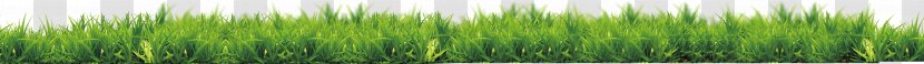 Grasses Green Leaf Plant Stem Tree - Grass Transparent PNG