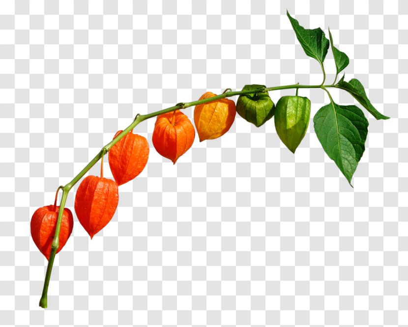 Peruvian Groundcherry Chili Pepper Chinese Lantern Clip Art - Plant - Leaf Transparent PNG