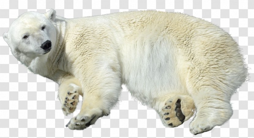 Arctic Polar Bear Care Animal - Cuteness Transparent PNG