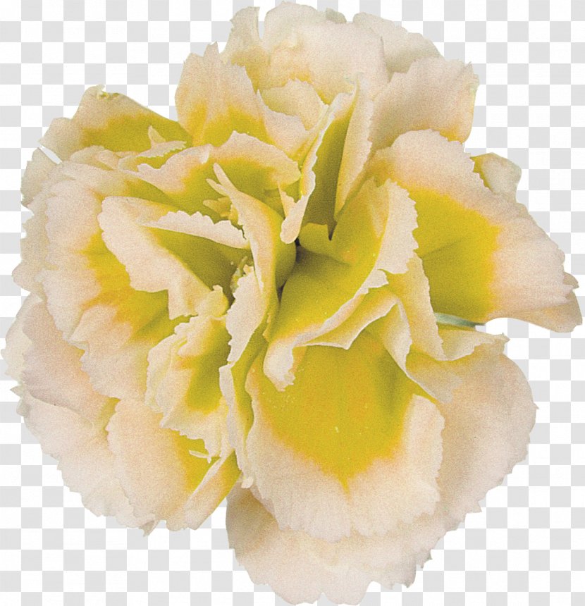 Flower Photography Yellow - Silhouette - CARNATION Transparent PNG