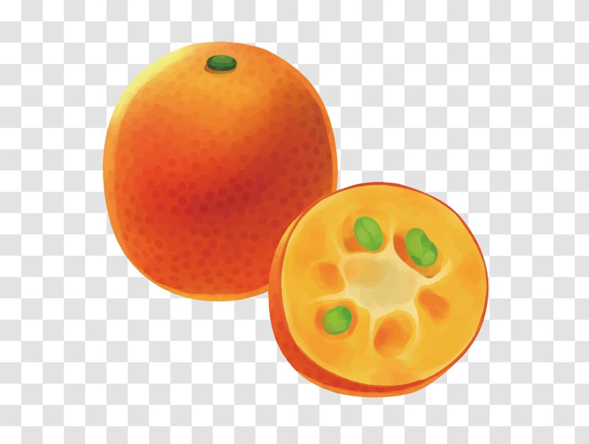 Orange 3D Computer Graphics Fruit - Drawing - Food Sketch 3d Image Transparent PNG