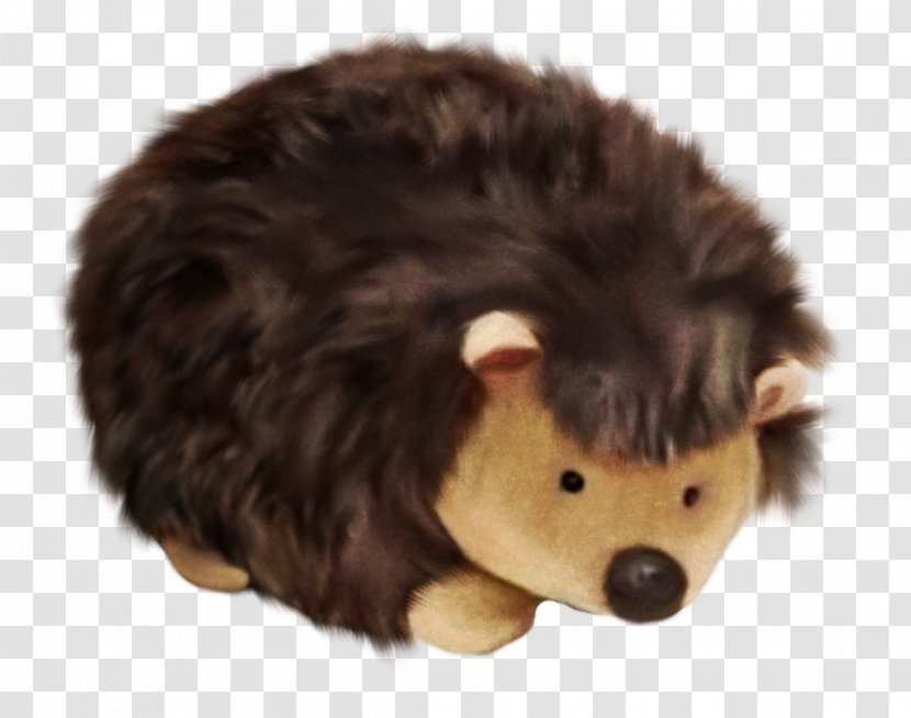 Hedgehog Pet - Brown Transparent PNG