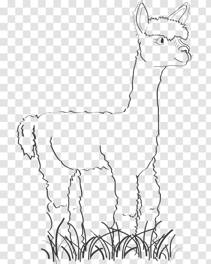 Alpaca Llama Drawing Image Cartoon - Silhouette - Alpacas Transparent PNG