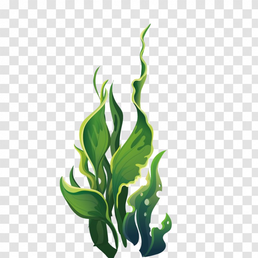 Aquatic Plant Algae - Wide Green Leaves Marine Plants Transparent PNG
