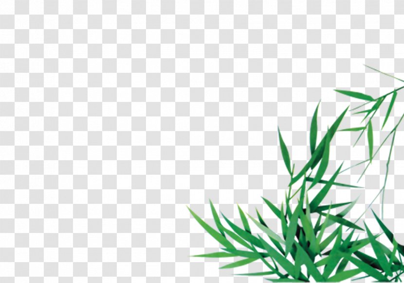 Green Bamboo Bamboe - Grass - Leaves Transparent PNG